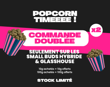 Small buds hybride et glasshouse : commande doublée, le bon plan pour découvrir sans se ruiner
