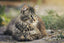 CBD pour chat : dans quels cas l'utiliser ?