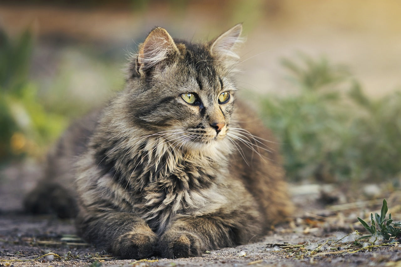 CBD pour chat : dans quels cas l'utiliser ?