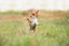 Chien hyperactif