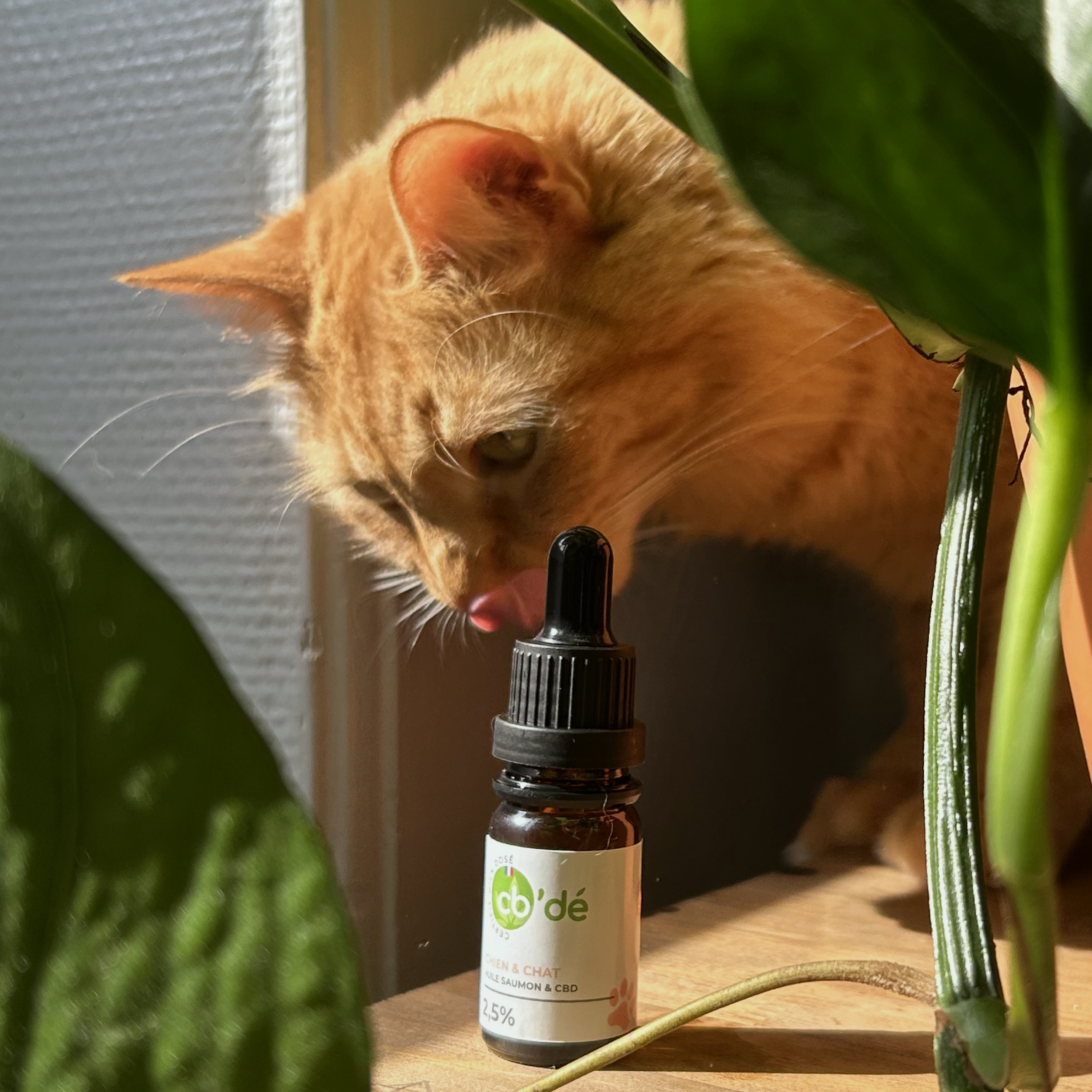 CBD pour chat : quels effets secondaires ?