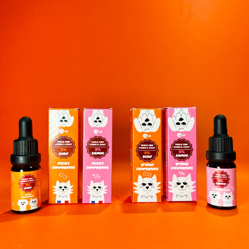 Quelles sont les meilleures options au CBD pour les animaux ?