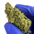 Acapulco Gold - GLASSHOUSE