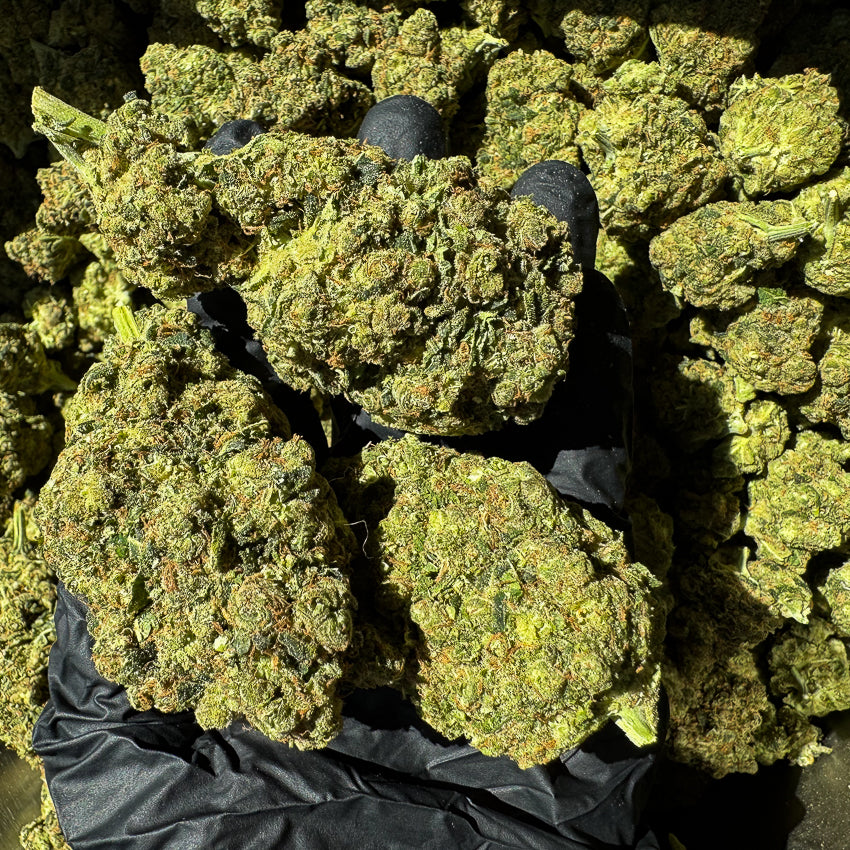 Amnesia Frozen Indoor CBD puissantes et résineuses