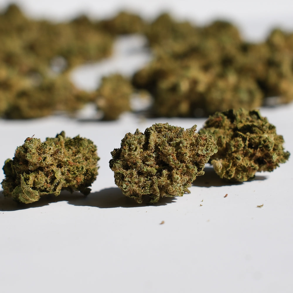 Fleurs Popcorn CBD Bubblegum cultivées en glasshouse