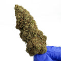 Gelato - GLASSHOUSE