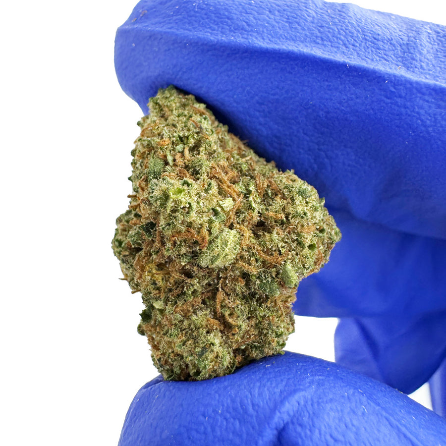 Small Buds Indoor Premium