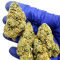 Rainbow Sherbet - INDOOR