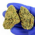 Cake Berry - Hybride USA