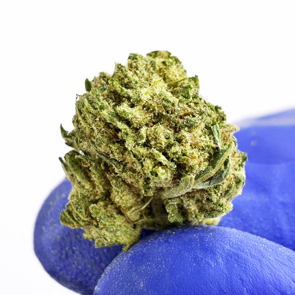 Lemon Cherry Cookies CBD, couleur intense
