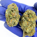 Cherry Pie - INDOOR