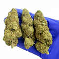 Jack Herer - USA HYBRID