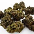 Purple Lemon Haze - Small buds