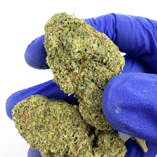 Gelato #41 CBD, trichomes visibles