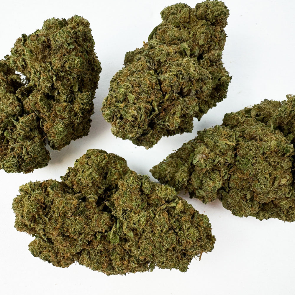 Gros plan sur fleur de CBD Glasshouse Northern Light
