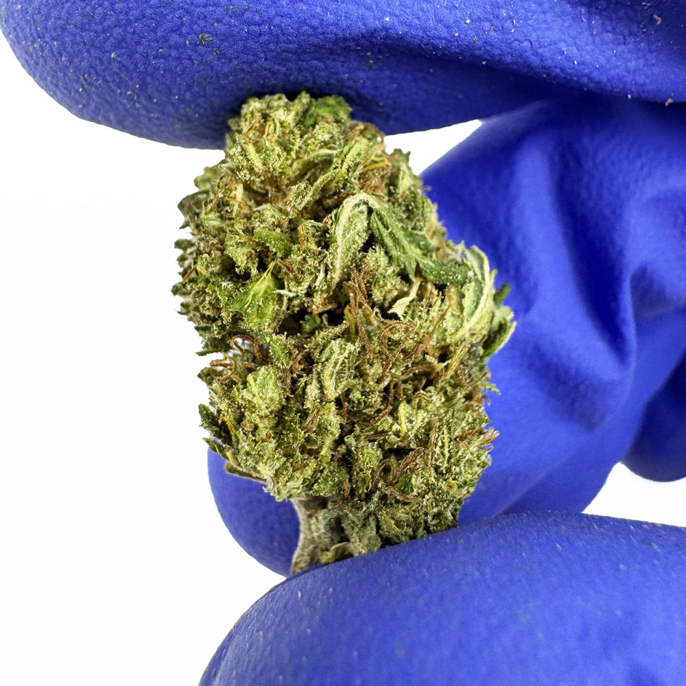 OG Kush Small Buds — couleur intense