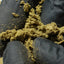 Zoom sur pollen Amnesia CBD texture humide