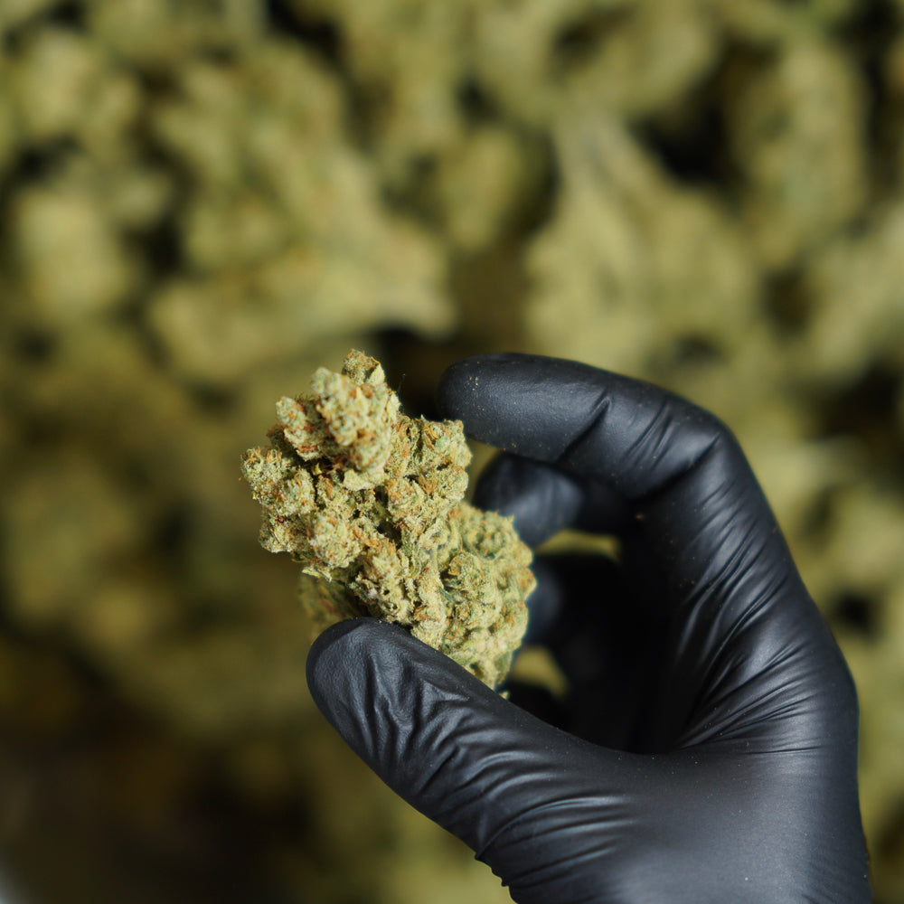 Fleurs de CBD : quels sont leurs différents bienfaits ?