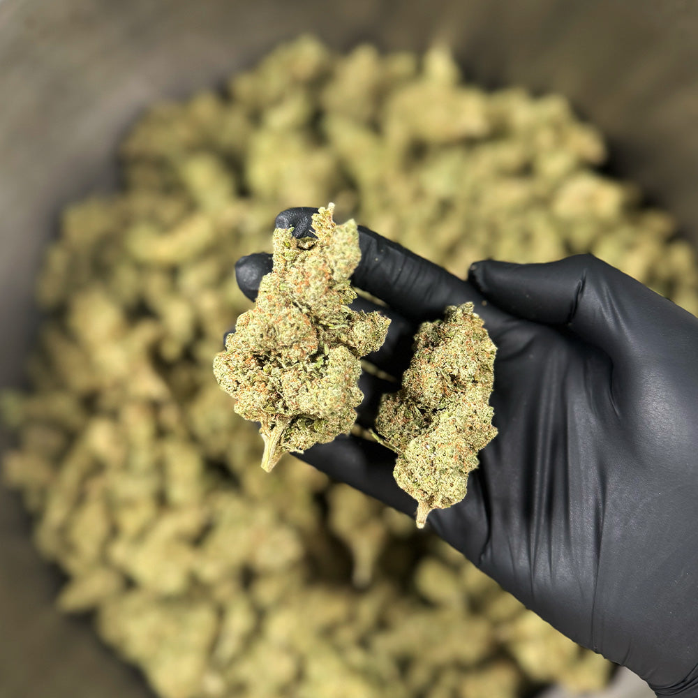 Terpènes dans le CBD : qu'est-ce que c'est ?