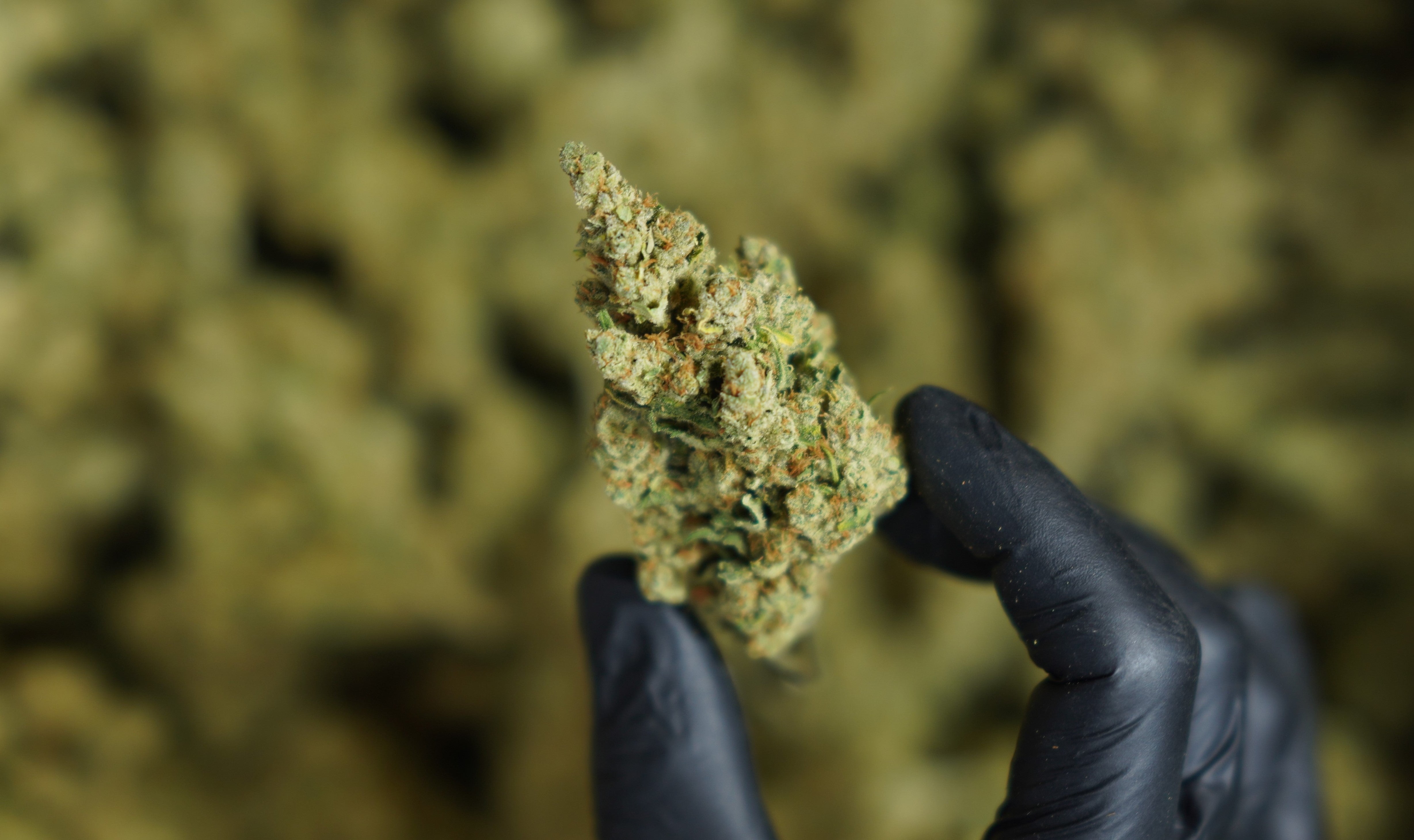 Fleurs de CBD