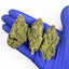 Acapulco Gold - Glasshouse