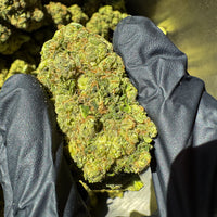 Amnesia Frozen Indoor CBD cryogénisée aspect unique