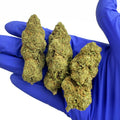 Amnesia Core Cut - HYBRIDE USA