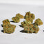 Fleurs CBD Blueberry Muffin Popcorn cultivées en Suisse premium