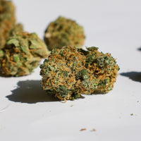 Zoom sur buds Blueberry Muffin CBD popcorn puissantes