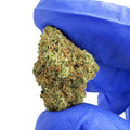 Blue Dream - Small Buds Glasshouse