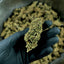 Zoom sur la Candy Kush