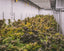 Photo d'une culture indoor de fleurs de CBD en Suisse