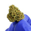Cake Berry Hybride - Small buds