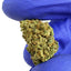 Cake Berry Hybride - Small buds