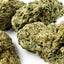 Lemon Cherry Cookies Hybride USA en gros plan