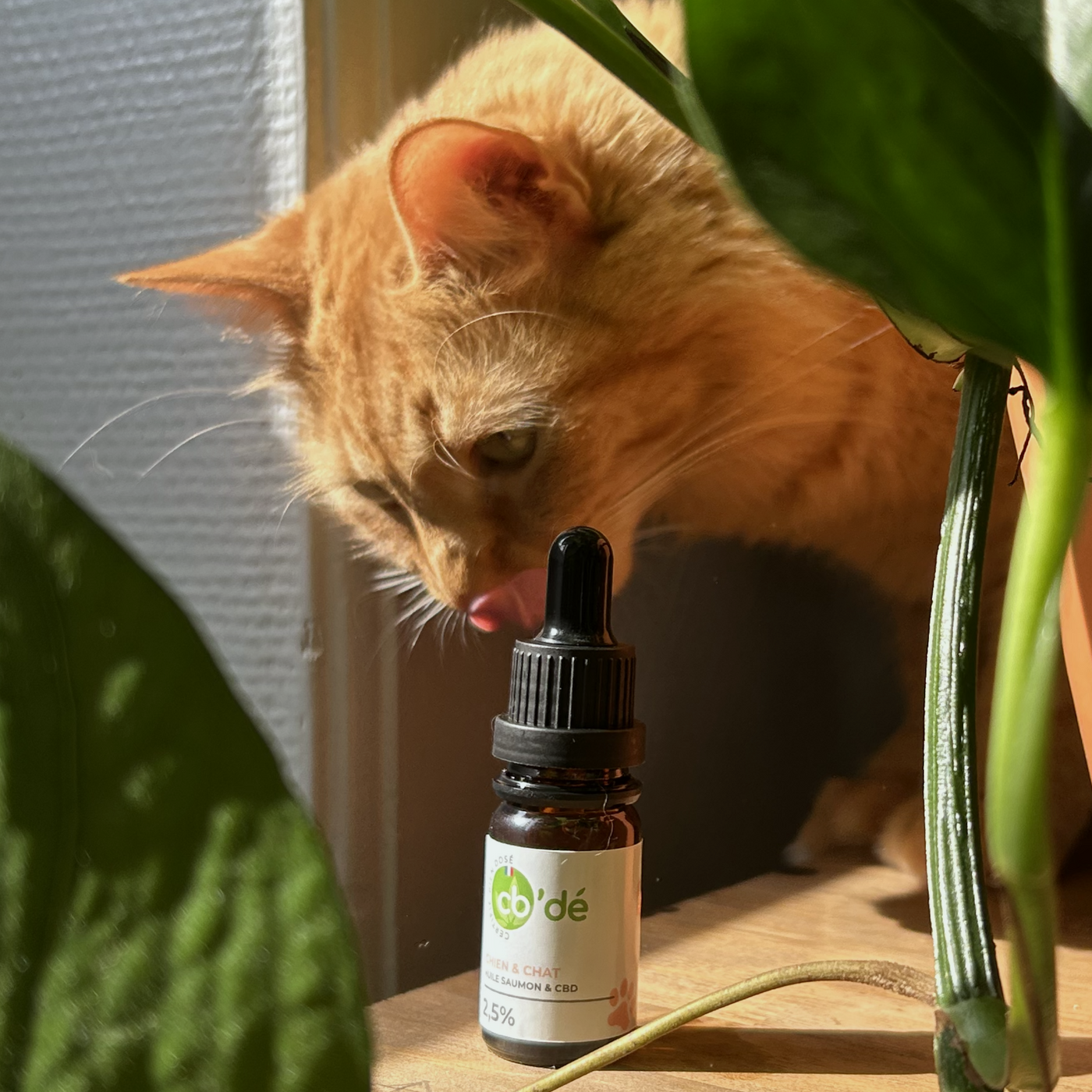 Hund und Katze CBD-Öl