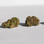 CBD Greenhouse - Le classique