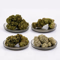 Pack Hybrides USA - 4 Variétés à -50%⚠️