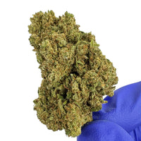Fleur de CBD Gelato en haute définition