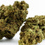 Gelato Outdoor — trichomes visibles