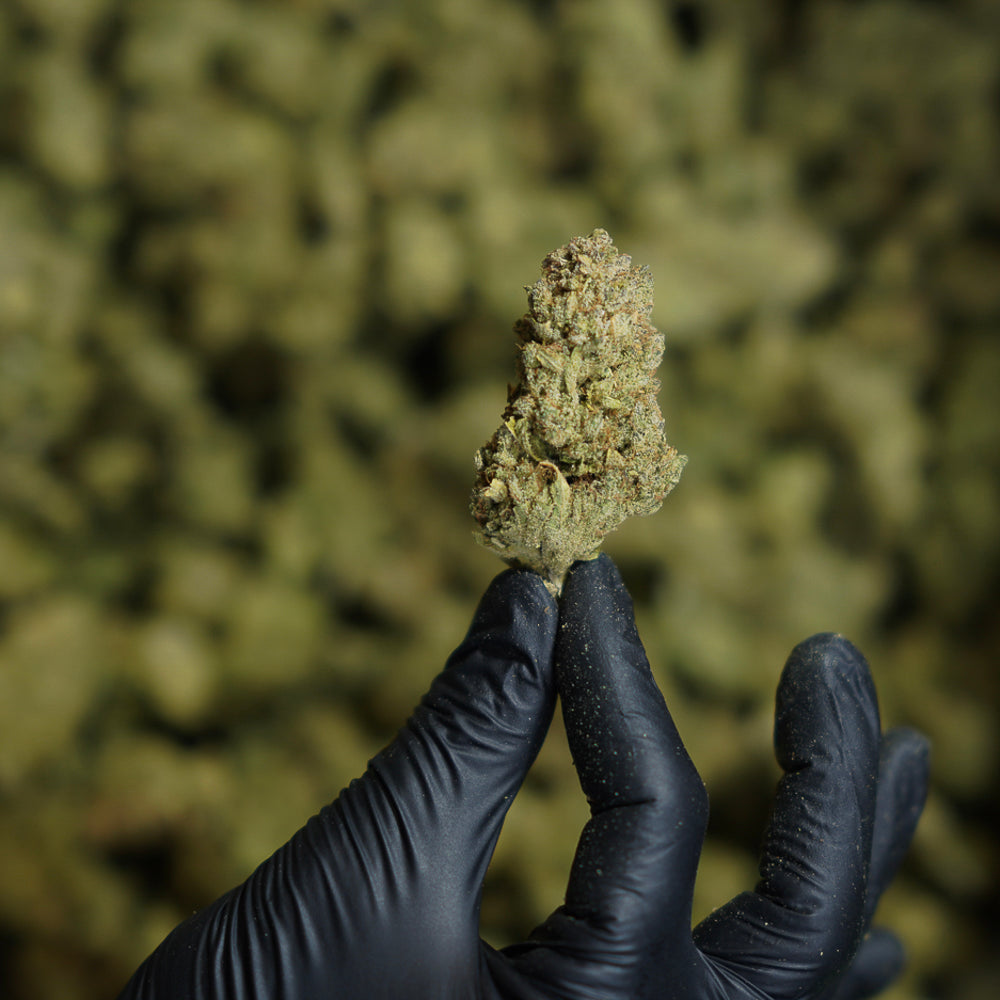 Gushers CBD Indoor (5 gr)