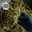 Pack découverte CBD - 10g 🤩