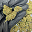 Trichomes brillants sur des Small Buds Haze Berry