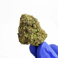 Strawberry - Medium Buds Híbrida
