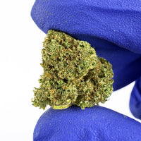 Fleur de CBD Jack Herer en détail