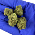 Jack Herer Hybride - Small buds