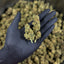 Photo - Lemon Popperz CBD