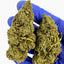 Lemon OG - GREENHOUSE