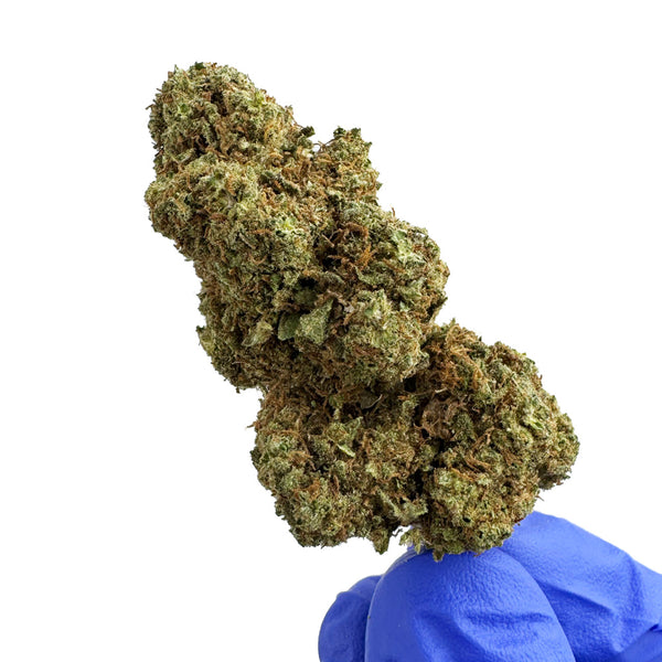 Zoom sur fleur de CBD Glasshouse Gelato