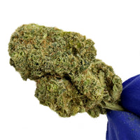 Gelato #41 Indoor — trichomes visibles